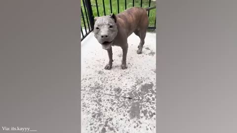 Proof That Pitbulls Can Be Adorable Big Babies