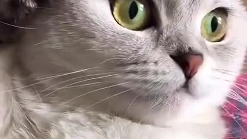 funny cat - funny cat reaction - funny cat moments #shorts