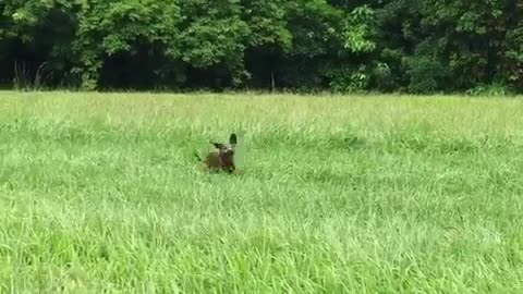 Small brown dog running in grass field