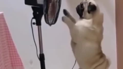 dog trying to reach the fan hahahahahaha