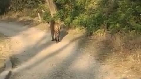 Tiger spotted in Morning Corbett #shrots