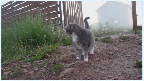 A Dog and a Cat Wandering Around | A Dog Sitting on the Ground