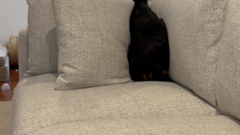 English Cocker Spaniel Plays in Ball Pit