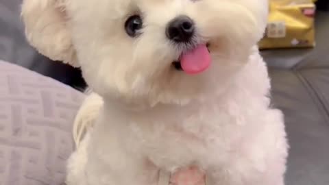 Adorable pet dog