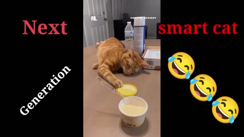 Smart cat