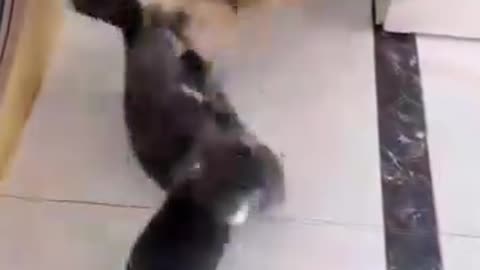 2 Cat Fight Crazy 🤣🤣😂 #fight #cat #funnycat