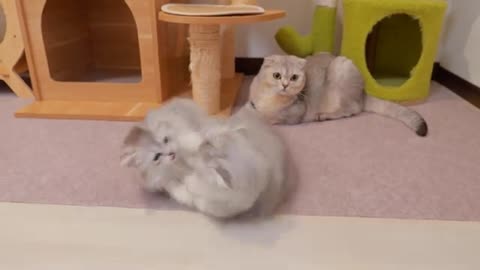 “Stop!” to the fighting kittens. ” He reaction was so cute!