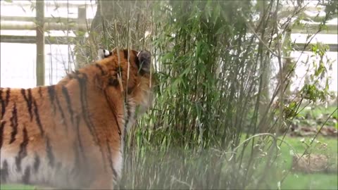 Tiger Eating Bamboo__(720P_HD)