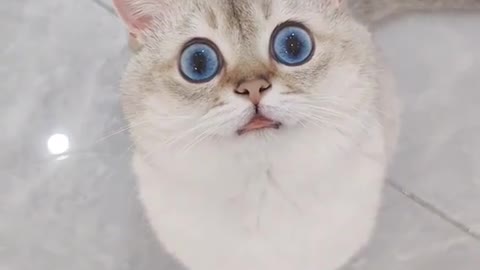 Blue eyes cat 😸 lovely look