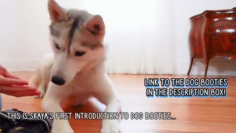 HUSKY Tries on Dog Booties for the First Time!