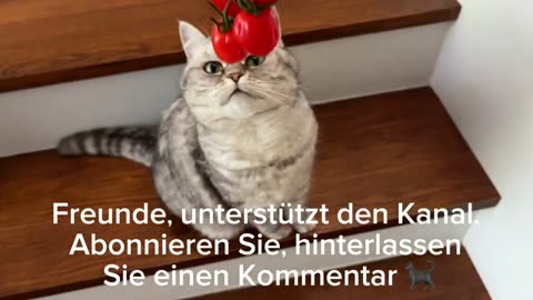 Ihre Kinder werden es lieben! Pizza-Bär - Schnell, Kreativ, Lecker!