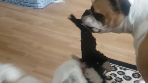 Funny dog tug of war