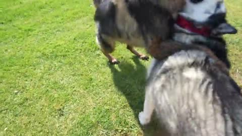 Husky Won’t Stop TALKING Until People Say Hello To Him!