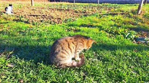 Cute cat and cute kitten walking in the yard (Relaxing video)