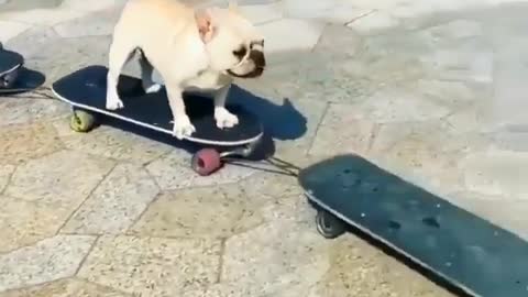 French bulldogs make the train on skateboard