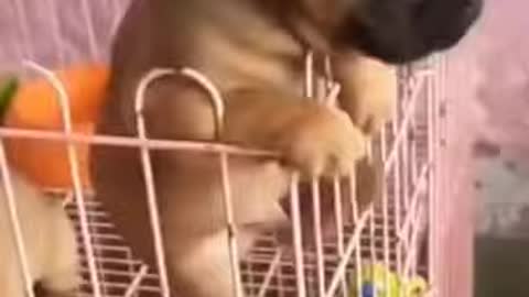 My Cute Dog #short #shorts #cute _ animals.webm