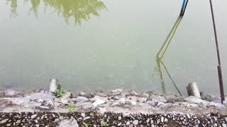 Wild Archerfish Spraying Water At Me