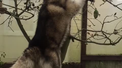 Alaskan Malamute is climbing a tree