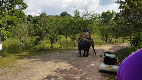 Elephant trekking