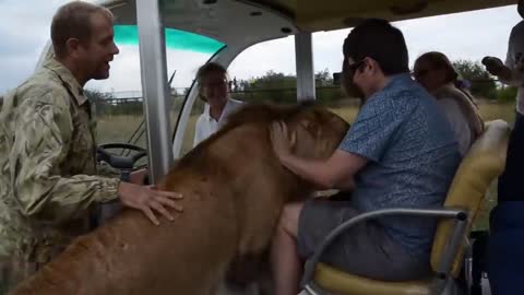 Visitors did not expect such a WARM WELCOME FROM the LION!