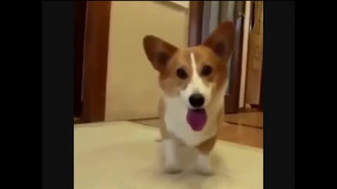 Corgi jumping in anticipation for ball