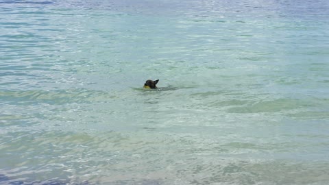 Dog swims in the sea to retrieve a coconut