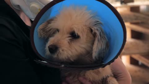 volunteer holds on hands little dog in shelter. Shelter for animals concept