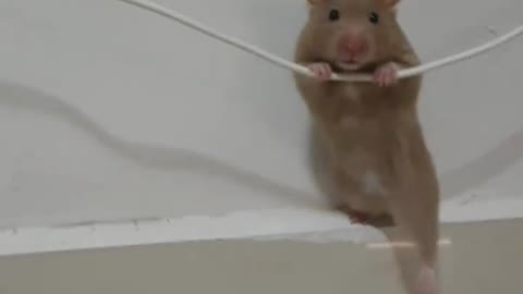 Cute hamster got caught