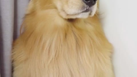 Sad golden dog