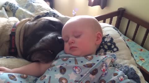 Dogs take care of children when sleeping ★ funny baby and dog