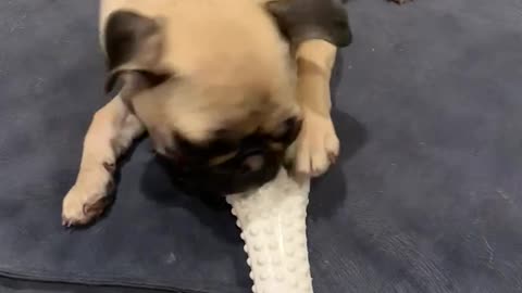 Puppy Pug 3