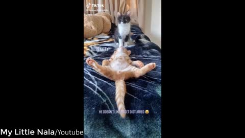 Cute and Funny Cat Videos to Make You Smile!😸|