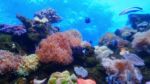 beautiful corals and underwater plants accompanied by small fish that amaze the eyes