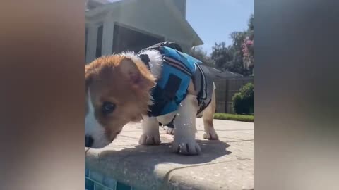 Golden Retriever puppy loves playing with ice