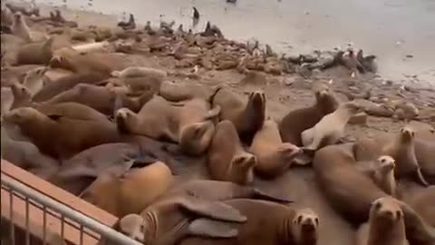 Encounter Sea Lions😱🦁The Oceanic Icons#sealion#Shorts#viral#trending