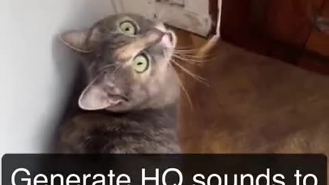 Sounds that attract cats