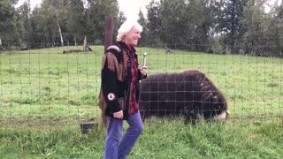 Sword swallower swallows sword with rare Alaskan Musk ox