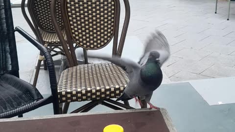 Beautiful Pigeons in Bangkok Thailand 🇹🇭