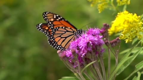 Beautiful butterfly in flower