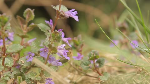 Bee Pollination Insect Collects Nectar In Garden