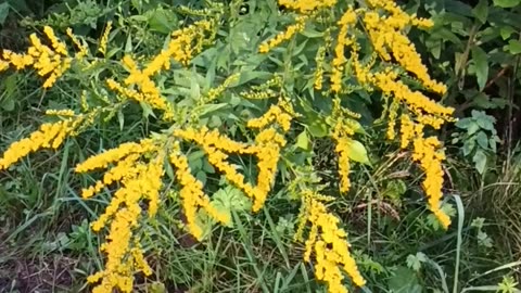 Goldenrod