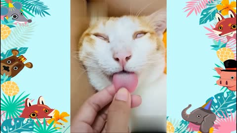 SLEEPING CAT HAVING A LONG LONG TONGUE!! FUNNY VIDEOS