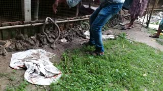 Cobra Caught in Fence is Freed