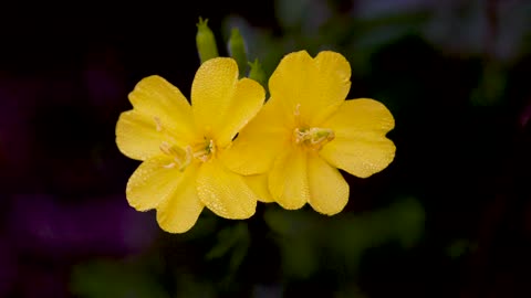 Primrose