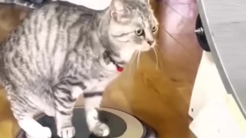 Funny cat and animals videos