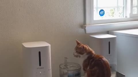 Orange cat behavior!