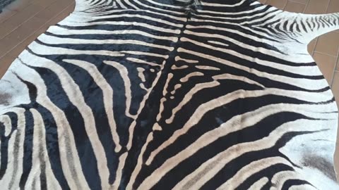 Zebra skins for Ottoman