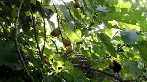 Small Bird eats Fig and Flees from Big Bird in the Flemish Tasty Forest