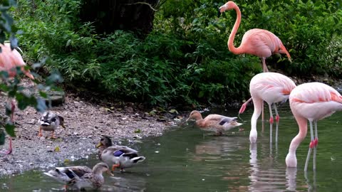 Flamingo family is playing