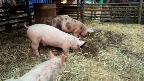 Fat Crazy Triplets Pig Digging The Field For Some Dirt